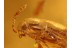 Staphylinid EUTHERIA Rove Beetle in BALTIC AMBER 803