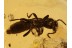 Superb STAPHYLINIDAE ROVE BEETLE in BALTIC AMBER 811