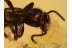 Superb STAPHYLINIDAE ROVE BEETLE in BALTIC AMBER 811