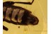 Superb STAPHYLINIDAE ROVE BEETLE in BALTIC AMBER 811