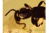 Superb STAPHYLINIDAE ROVE BEETLE in BALTIC AMBER 811