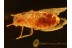 Malthininae CANTHARIDAE Soldier Beetle Genuine BALTIC AMBER 805