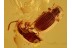 Superb LATRIDIID & SCYDMAENID Beetles in BALTIC AMBER 809