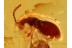 Superb LATRIDIID & SCYDMAENID Beetles in BALTIC AMBER 809