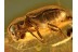 PTINIDAE XYLETININAE BEETLE in BALTIC AMBER 846