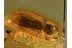 PTINIDAE XYLETININAE BEETLE in BALTIC AMBER 846