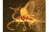 Superb Winged COCCID ORTHEZIIDAE ? in BALTIC AMBER 835