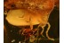 LYCIDAE Huge Net-Winged BEETLE in BALTIC AMBER 842