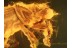 CURCULIONIDAE Broad-Nosed WEEVIL in BALTIC AMBER 845