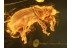 CURCULIONIDAE Broad-Nosed WEEVIL in BALTIC AMBER 845