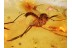 MYCETOPHILIDAE Superb FUNGUS GNAT in BALTIC AMBER 855