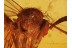 MYCETOPHILIDAE Superb FUNGUS GNAT in BALTIC AMBER 855