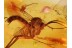 MYCETOPHILIDAE Superb FUNGUS GNAT in BALTIC AMBER 855