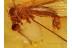 Great Looking LIMONIID CRANE FLY in BALTIC AMBER 856