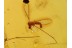 Great Looking LIMONIID CRANE FLY in BALTIC AMBER 856