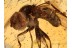 PIPUNCULIDAE Big-Headed FLY in BALTIC AMBER 866