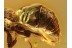 MUTILLIDAE Rare WASP in Genuine BALTIC AMBER 860