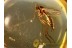 Sciarid Rare FUNGUS GNAT in BALTIC AMBER 862