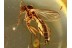 Sciarid Rare FUNGUS GNAT in BALTIC AMBER 862