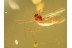 Great Meniscus Midge DIXIDAE in BALTIC AMBER 864