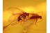 Pair of MOTH FLIES Psychodidae in BALTIC AMBER 865