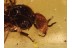 Blood Feeding BLACK FLY Simuliidae in Genuine BALTIC AMBER 879