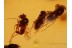 SWARM of 5 FLIES Dolichopodidae in BALTIC AMBER 881