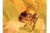 PHORIDAE Superb SCUTTLE FLY in BALTIC AMBER 871