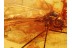 TIPULIDAE Large Superb CRANE FLY in BALTIC AMBER 889