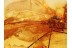 TIPULIDAE Large Superb CRANE FLY in BALTIC AMBER 889