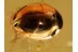 Shining Flower Bettle PHALACRIDAE in BALTIC AMBER 904