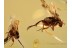 2 SCUTTLE FLIES PHORIDAE in BALTIC AMBER 918