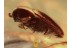 THROSCIDAE False Metallic Wood-boring Beetles in BALTIC AMBER 92