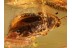 Great PTILODACTYLIDAE TOE-WINGED BEETLE  in BALTIC AMBER 922