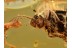 Great PTILODACTYLIDAE TOE-WINGED BEETLE  in BALTIC AMBER 922