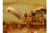 PAUSSIDAE Ant Nest BEETLE in BALTIC AMBER 923