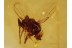 PHORIDAE Superb SCUTTLE FLY in BALTIC AMBER 949