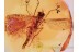 Giant Spread Wings RHAGIONID FLY in BALTIC AMBER 955