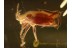 Well Preserved PLANT BUG Miridae in BALTIC AMBER 969