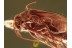 SCRAPTIIDAE Superb False Flower BEETLE in BALTIC AMBER 996