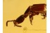 STAPHYLINIDAE Xantholinus Rove Beetle in BALTIC AMBER 998