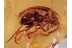 SCRAPTIIDAE Superb False Flower BEETLE BALTIC AMBER 1016