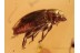 Superb Looking LATRIDIID BEETLE in BALTIC AMBER 1023