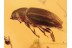 Superb Looking LATRIDIID BEETLE in BALTIC AMBER 1023