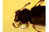 LATRIDIID BEETLE Inclusion in BALTIC AMBER 1024