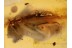 Small SCARABIDAE Dung Beetle in BALTIC AMBER 1014