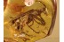 CERAMBYCIDAE Longhorn Beetle in BALTIC AMBER 1008