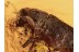 SCOLYTINAE Large Bark Beetle in BALTIC AMBER 1013