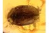 DERMESTIDAE Carpet Beetle in BALTIC AMBER 1015