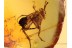 EVANIIDAE Ensign Wasp Inclusion BALTIC AMBER 1030